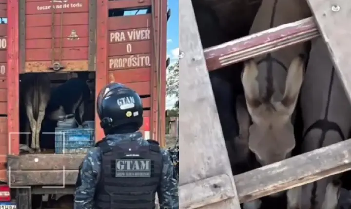 Campomaiorenses são detidos no MA com carga de jumentos que seriam abatidos para consumo, diz GCM