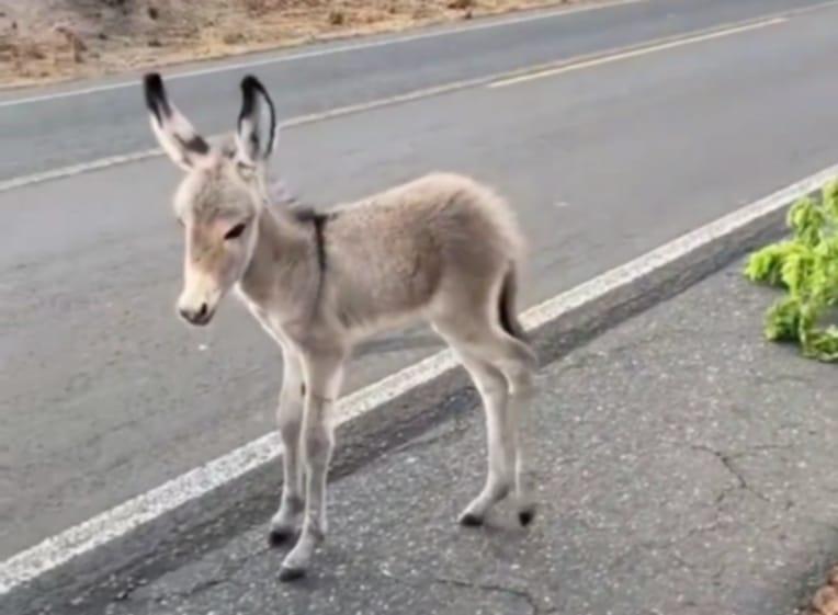 De partir o coração: condutores resgatam jumentinho ao lado da mãe morta em rodovia no Piauí